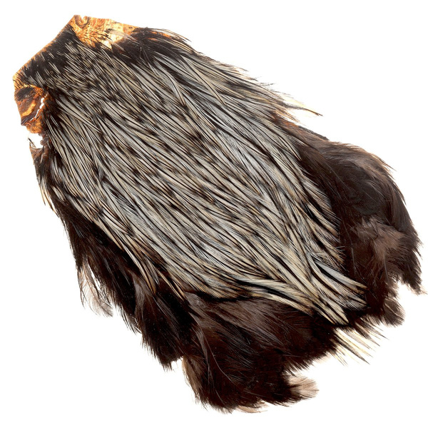 Collo di gallo FFGene India classe AA