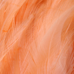 FFGene Hackle di sella di gallo in mazzo