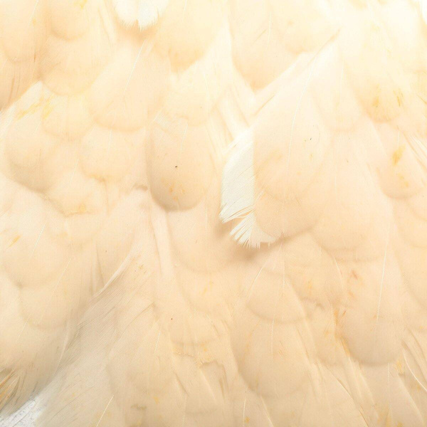 Sella di gallina Hareline