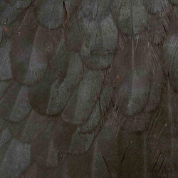 Ritaglio di sella di gallina Wapsi per mosche soft hackle