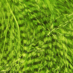 Hareline Fine Black Barred Marabou Feathers