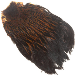 Collo di gallina FFGene India