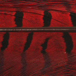 Hareline Ciuffo tinto di fibre della coda di fagiano comune
