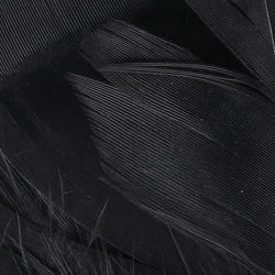Hareline Piume per hackle di sostegno Intruder