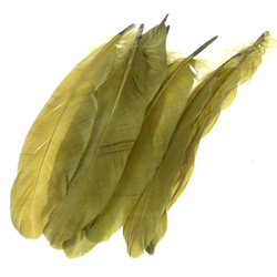 FFGene Piume rigide della spalla d’oca