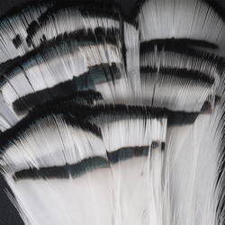 Hareline Tippet del collo del fagiano di Lady Amherst