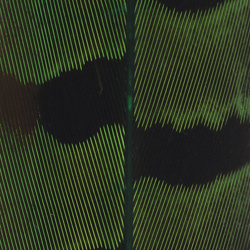 Spirit River UV2 Coda di fagiano Ringneck