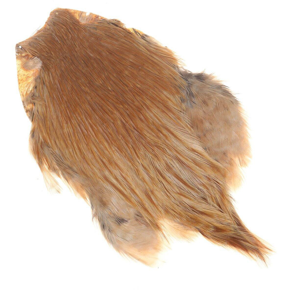 Collo di gallo FFGene India Classe A