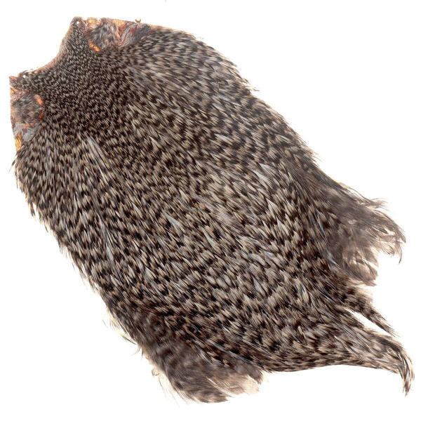 Collo di gallo FFGene India classe Top