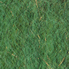 Seaweed