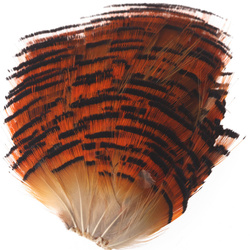 Hareline Piume tippet del collo di fagiano dorato