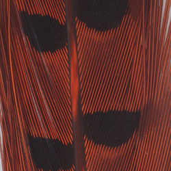 Spirit River UV2 Coda di fagiano Ringneck