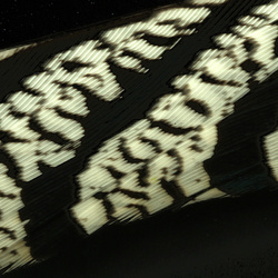 Hareline Piume centrali della coda di fagiano di Lady Amherst