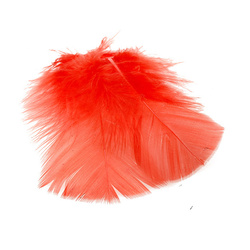 FFGene Materiale sostitutivo delle piume di ibis