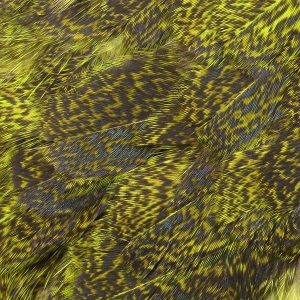 Sella di gallina Whiting Coq de Leon Coq de Leon