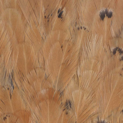 Sella di gallina FFGene India