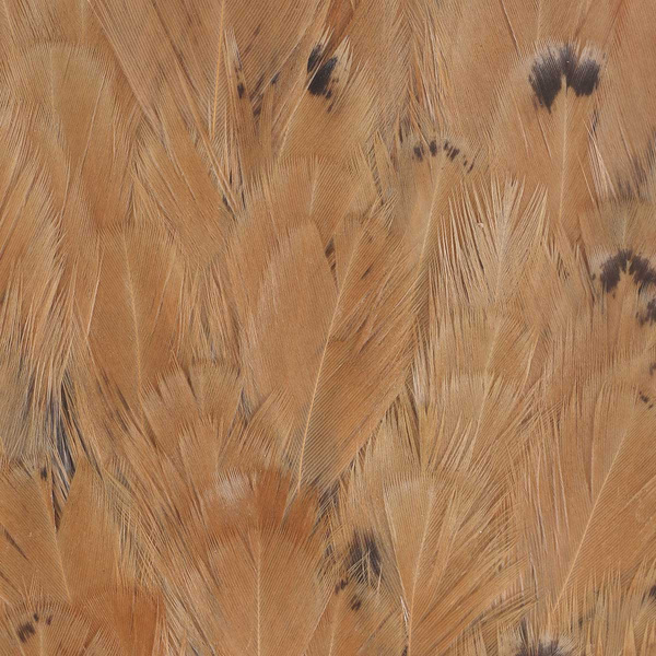 Sella di gallina FFGene India