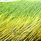 Fl. Chartreuse