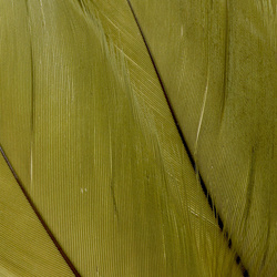 FFGene Piume della spalla d’oca