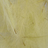 Dirty Yellow