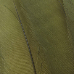 FFGene Piume della spalla d’oca