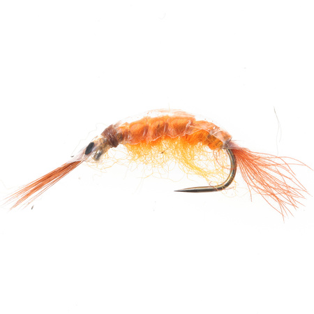Scud Arancione