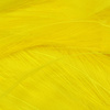Fl. Yellow