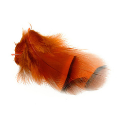 FFGene Piume di pernice rossa