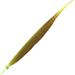 FFGene Piume di coda di fagiano dorato