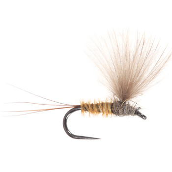 Punte di Cinamone senza piume