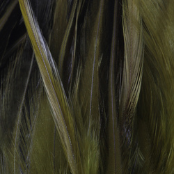 FFGene Hackle di sella di gallo in mazzo