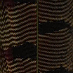 Hareline Ringneck Pheas. Tail Feathers