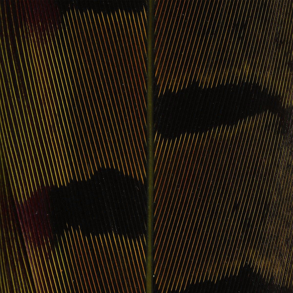 Hareline Ringneck Pheas. Tail Feathers