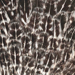 Sella di gallina maculata FFGene India