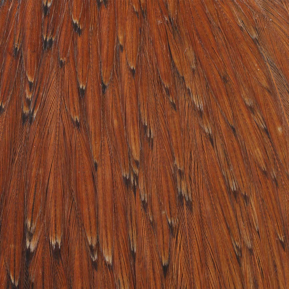 Prime - Brown