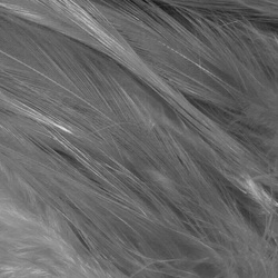 Hareline Piume hackle del collo per acqua salata