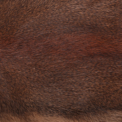 Wapsi Whole Pine Squirrel Skin