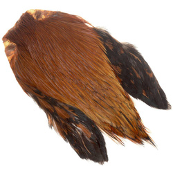 Collo di gallo FFGene India classe AA