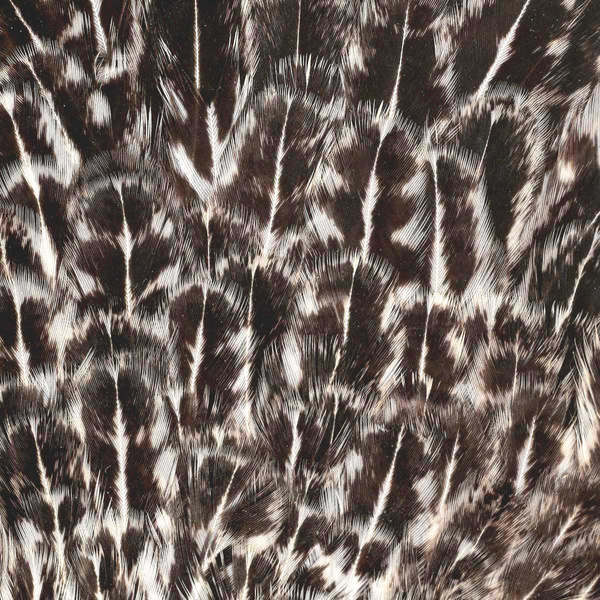 Sella di gallina maculata FFGene India