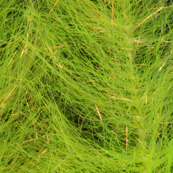 H2O Flash Blend Baitfish Pennello da 5 pollici (flash)