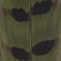 Spirit River UV2 Coda di fagiano Ringneck