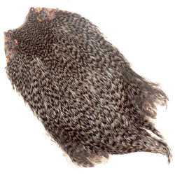 Collo di gallo FFGene India classe Top