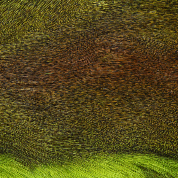 Wapsi Pelle intera di Pine Squirrel
