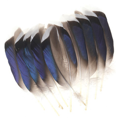 FFGene Remiganti blu di germano reale con punta White (Butcher Blues)