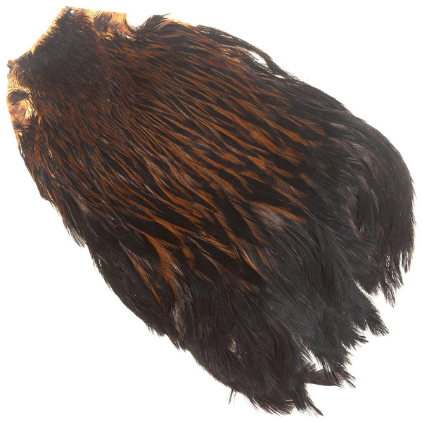 Collo di gallina FFGene India
