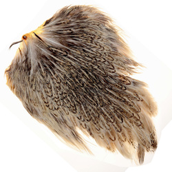 Sella di gallina maculata FFGene India