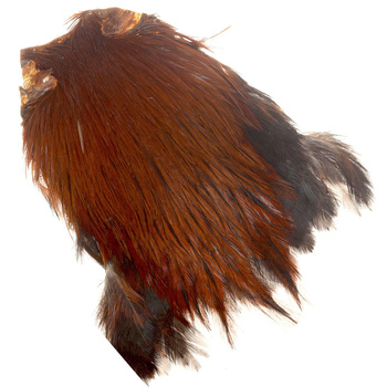 Collo di gallo FFGene India Classe A