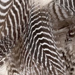 FFGene Fianco d'anatra alzavola