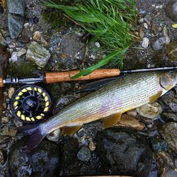 Canna da mosca Taimen [NPHX]