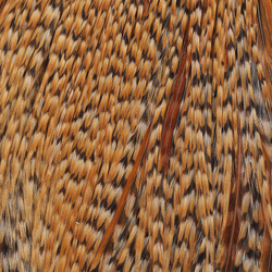 Collo di gallo Metz #2